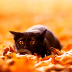 Чёрный кот лежит на листве