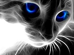 Кошка с синими глазами