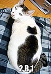 На спине кота пятна, похожие на облик кота