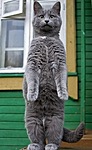 Серый кот красиво стоит на задних лапах