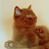 Черненький котенок с голубыми глазами