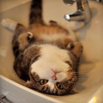 Кот пытается спастись от жары в раковине под краном с хол...