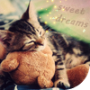 Котенок спит с игрушкой (sweet dreams)