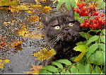 Осень. Черный кот под дождем