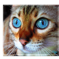 Голубоглазый котик