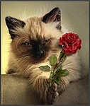 Котенок дарит розу
