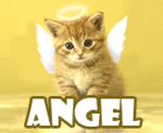 Котик-ангел