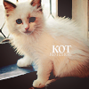 Пушистый белый кот (кот)