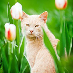 Кот в тюльпанах