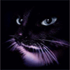 Чёрно-белый кот моргает серыми глазами