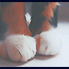 Рыжие кошачьи лапки в белых 'носочках'