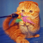 Персидский котёнок играет с палочкой на перышках