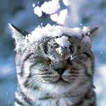 На голову кота падают хлопья снега