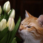 Рыжий кот с тюльпанами