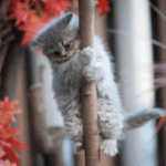 Пушистый котенок висит на стволе дерева
