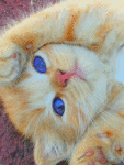 Котёнок с синими глазками