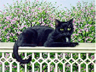 Черный уотик нежится на фоне цветущего сада