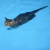 Кот-пловец