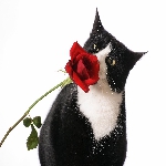 Кот и роза