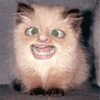Смешная кошка с человеческим лицом