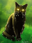 Черный кот сверкает глазками