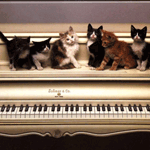 Котята  сидят на пианино