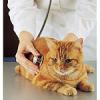 Рыжий кот на приеме у ветеринара