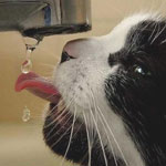 Кот, пьющий воду из-под крана