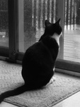Черно-белый кот смотрит на улицу