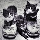 Три котенка и ботинки