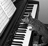 Кот композитор за роялем