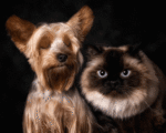 Йоркширский терьер и сиамская кошка