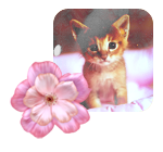 Котенок и цветок