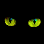 Глаза кошки