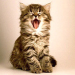 Котенок зевает
