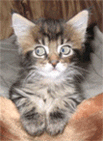 Котёнок удивлённым взглядом провожает движение маятника