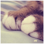 Рыжие кошачьи лапки с белыми пальчиками на кровати