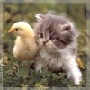 Котенок и цыпленок