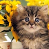 Котенок и цветы
