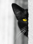 Прятки черная кошка с желтыми глазами