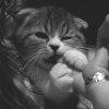 Симпатичный котёнок грызёт палец