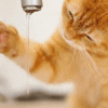 Рыжий кот пытается поймать струйку воды из-под крана