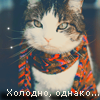 Кот в шарфе (холодно, однако...)