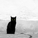 Чёрная кошка моргает