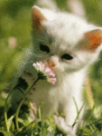Котёнок нюхает цветок