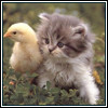 Кот и цыпленок