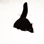 Черный кот сидит в снегу