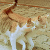 Влюбленные кот и кошка идут вместе, рядом