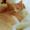 Кот и кошка спят