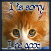 Рыжий кот с зелёными глазами (i is sorry. i be good)